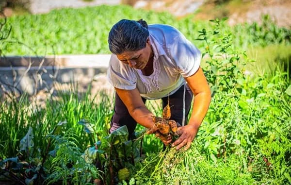 Solo el 38 % de las mujeres rurales accede a servicios financieros formales, según informe de la Fundación WWB Colombia