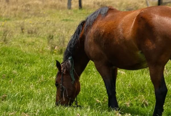 El Instituto Colombiano Agropecuario atiende brotes de rabia de origen silvestre y encefalitis equina del este en Casanare