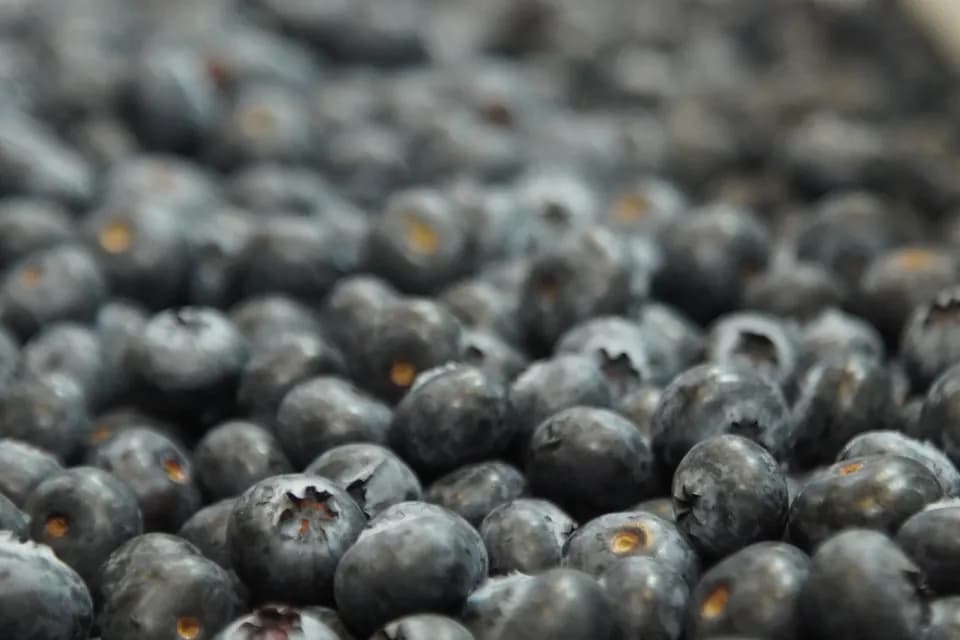 Consumo de arándanos en Colombia crece al 20% anual y el mercado local absorbe el 95% de la cosecha