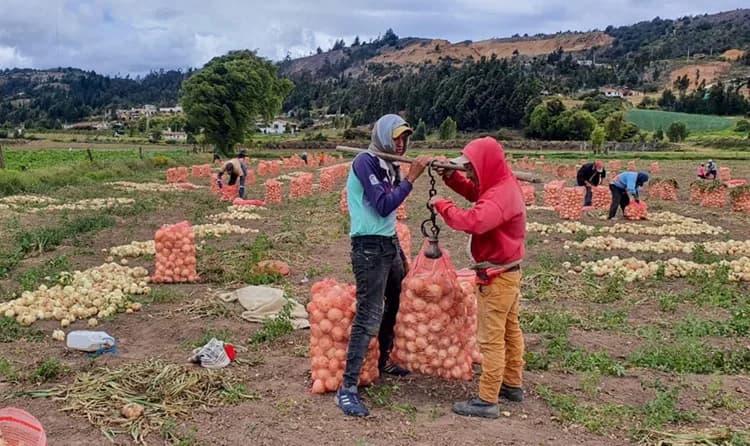 Cebolleros protestan contra el Ministerio de Agricultura por el bajo precio de su producto y la ineficiencia contra ingreso ilegal de la hortaliza