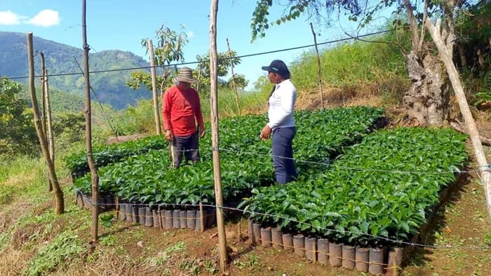 Starbucks y la Federación Nacional de Cafeteros de Colombia entregaron 55,7 millones de plántulas de café a través de un programa de renovación