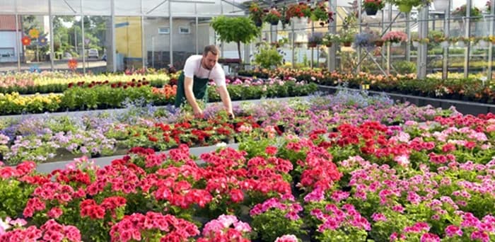 Cerca de 650 millones de tallos de flores saldrían del Aeropuerto Eldorado al exterior para celebrar el Día de la Madre