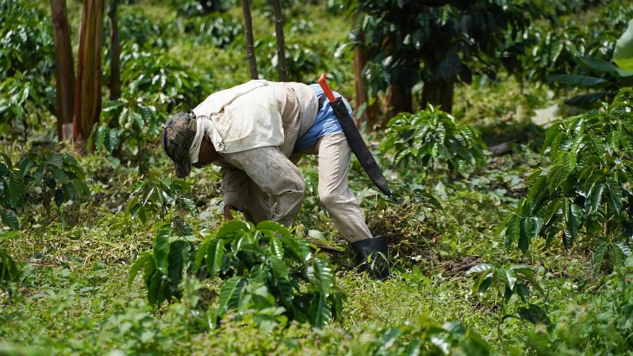 En los primeros nueve meses del 2024, Bancolombia entregó $882.290 millones con su línea de crédito Agrosostenible a 247 empresas del sector