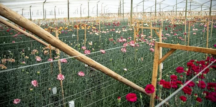 La floricultura generó 200 mil empleos y las exportaciones acumularon US$2.050 millones durante el 2024