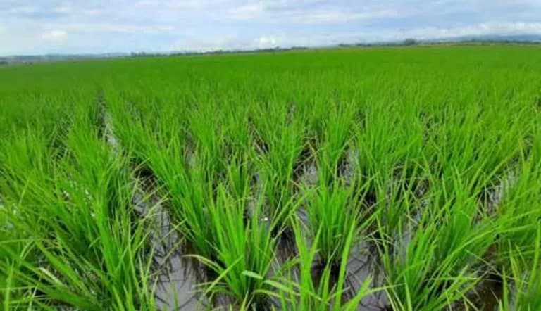 Fedearroz propone al Gobierno reconsiderar el alza del Acpm, teniendo en cuenta la afectación que tendrá el sector por el aumento en el costo de producción