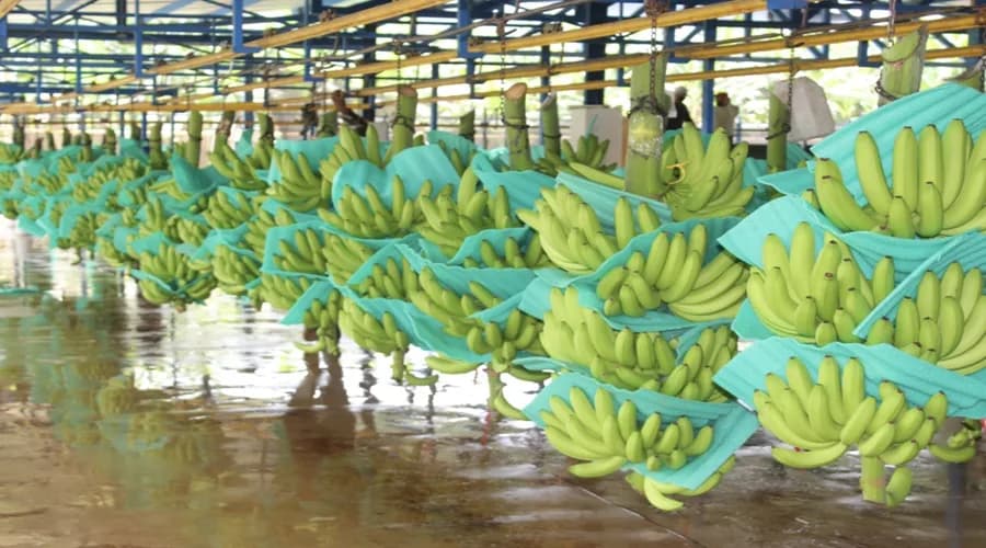 Gremio bananero del Magdalena y La Guajira y el Instituto Colombiano Agropecuario iniciaron control de hongo que devasta el banano
