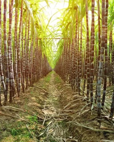 Compañía Agrícola San Felipe S.A  perdió $144,0 millones al cierre de junio de 2026