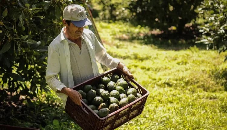 Colombia, con o sin los aranceles actuales, le seguirá apostando al mercado de aguacate Hass en Estados Unidos