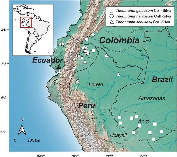 Justo cuando la demanda de cacao está en aumento, descubren tres nuevas especies dentro del género en la Amazonía