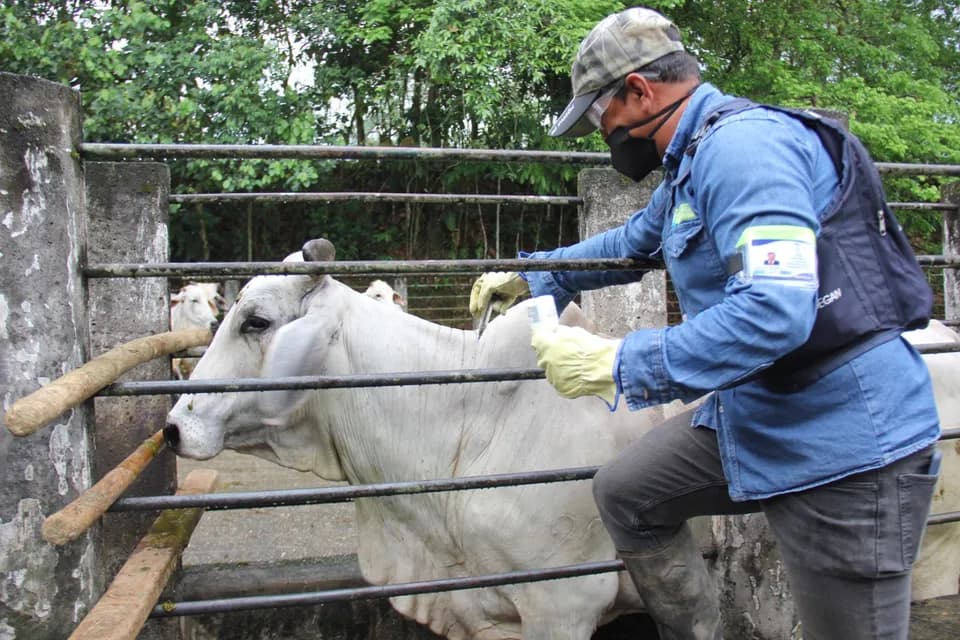 Por solicitud de los productores, se suspendió ciclo adicional de vacunación contra la aftosa en la frontera colombo-venezolana