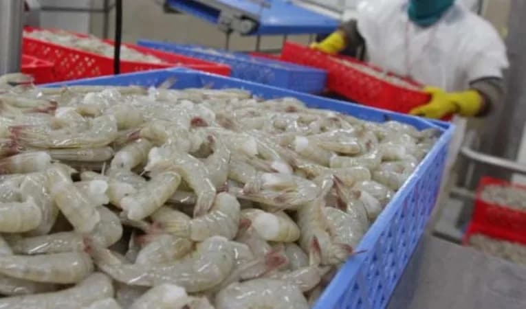 Colombia redujo importaciones de camarón ecuatoriano por temor al virus de la mancha blanca
