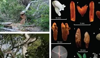 Investigadores del Jardín Botánico de Bogotá participaron del descubrimiento de la primera especie del género del cedro endémica de Colombia