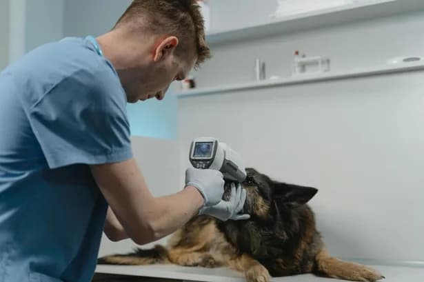 Bivett, el centro médico especializado en el cuidado de animales de compañía cerró su primer año de operación con 17 mil atenciones