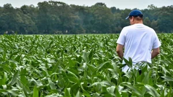 La revolución digital en la agroindustria: datos en tiempo real desde el campo