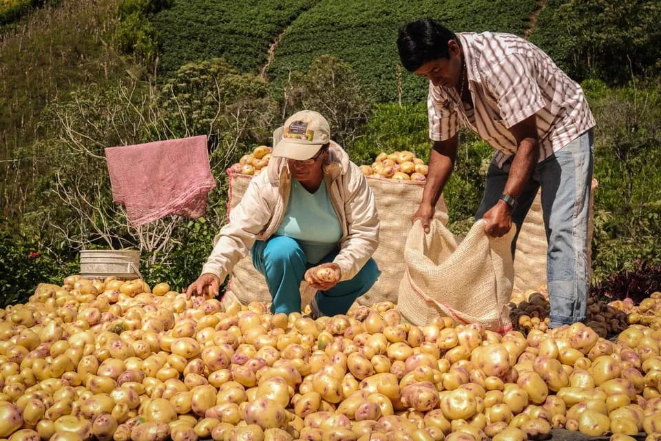 Durante agosto las principales centrales mayoristas del país recibieron, 621.543 toneladas de alimentos, lo que representa un incremento del 4 %