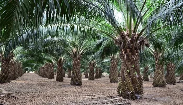 Indonesia, Malasia y países latinoamericanos proponen a Colombia a consolidar cooperación internacional para fortalecer la palmicultura a nivel mundial