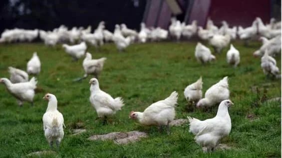 En Acandí, Chocó donde no existen granjas avícolas comerciales, se confirmó el primer un brote de influenza aviar altamente patógena en aves de traspatio