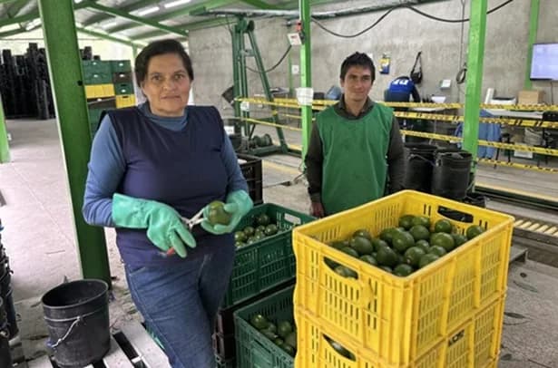 Desde el Quindío se envió el primer cargamento de aguacate hass hacia Chile; lo materializó la agrícola Inversiones ASL