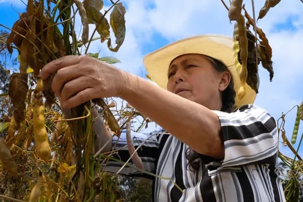 El cambio climático y la falta de garantías las principales causas, según Fenalce, de la disminución de las áreas sembradas con cereales en Colombia