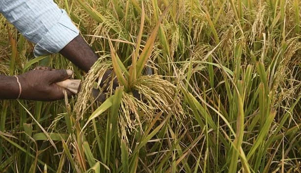 Escalan los choques tensión entre el MinAgricultura y Fedearroz tras propuesta de reconversión de cultivos y auditoría a parafiscales