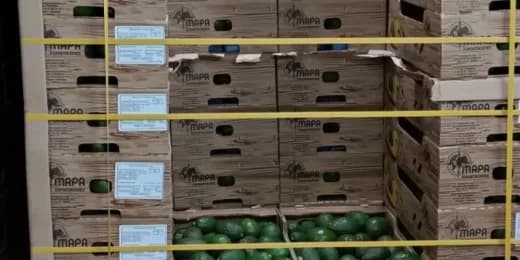 Policía incautó 1.680 kilos de cocaína en Santa Marta, camuflada en aguacates con destino a Portugal, avaluada en US$50,8 millones