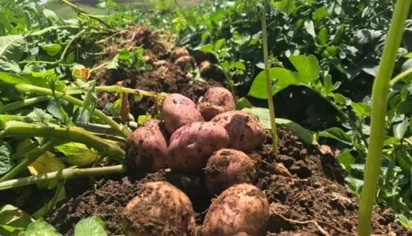 Nueva línea de financiamiento y un incentivo a la capitalización rural por más de $3.000 millones, dentro de las medidas para atender la situación en los precios de la papa