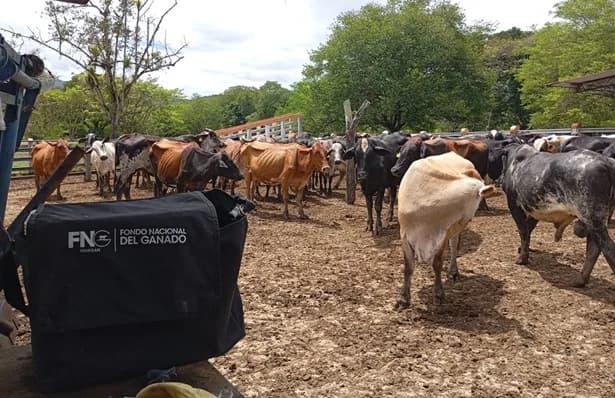 Primer ciclo de fiebre aftosa en Colombia ya inmunizó el 21,3% de la población bovina y bufalina del país