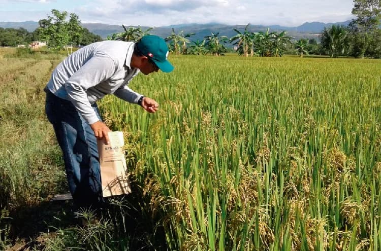 Arroceros del Huila y Tolima anunciaron paro desde el próximo lunes 14 de julio por bajos precios del cereal