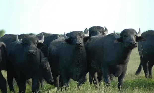 Instituto Colombiano Agropecuario calcula inmunizar 30 millones de animales entre bovinos y bufalinos en actual ciclo de vacunación contra la aftosa