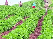 Lanzan programa de incentivos económicos para pequeños productores agropecuarios de 28 cadenas tras el Fenómeno de El Niño
