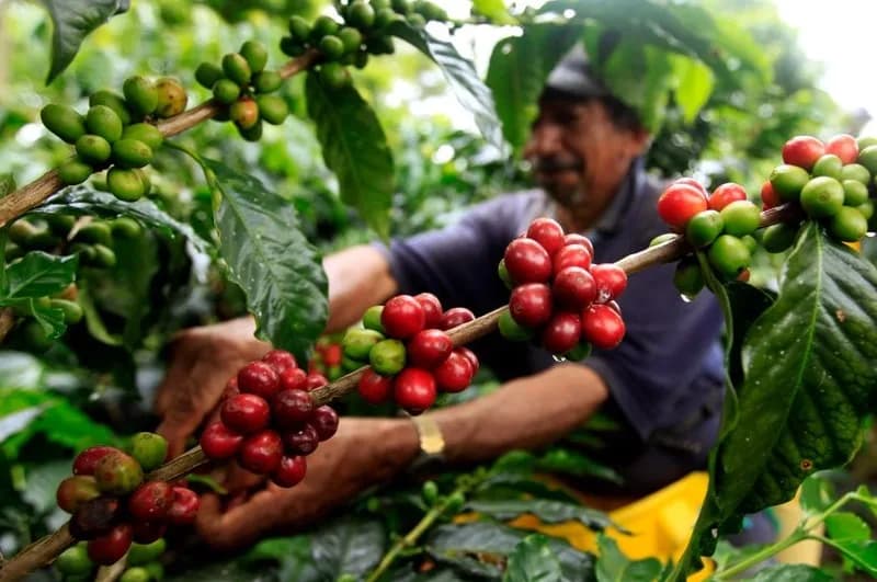 Ante caída prevista en la producción interna del 2026, Fedecafé propondrá a su comité nacional usar rendimientos del fondo de estabilización de precios del grano en plan de fertilización