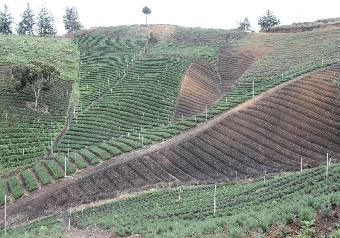El Instituto Colombiano Agropecuario (ICA) definió mediante una circular que los bioinsumos como extractos vegetales y sustancias bioquímicas no requieren licencia ambiental