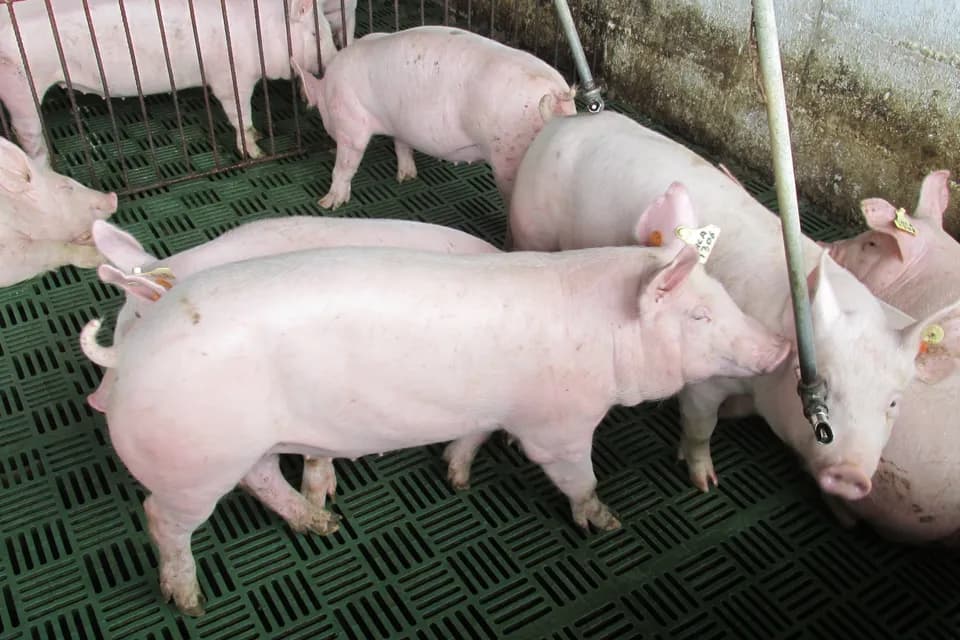 El Servicio Agrícola y Ganadero de Chile (SAG), confirmó la apertura de su mercado para la importación de tripas saladas de porcinos colombianos