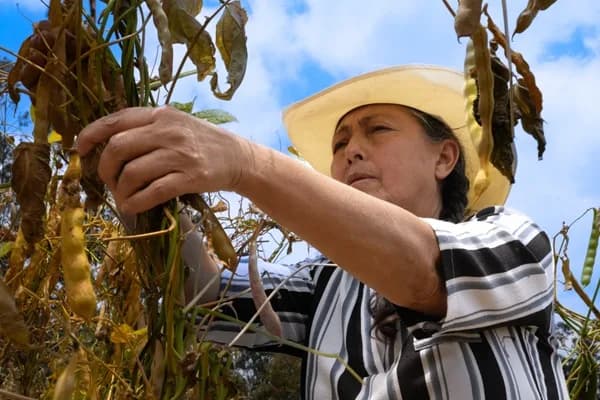 La Federación Nacional de Cultivadores de Cereales advierte que son los únicos autorizados para producir semillas ante casos de producción externa sin calidad