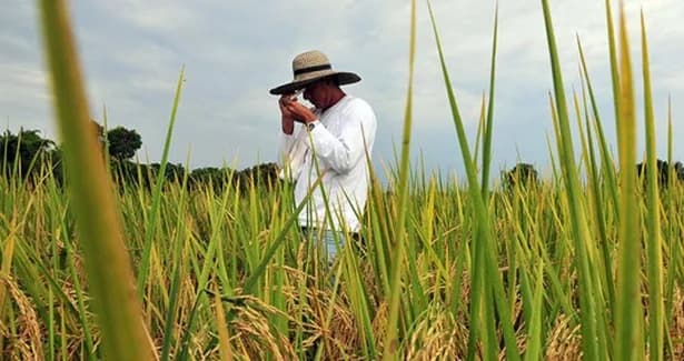 Ministerio de Agricultura propone un modelo de integración productiva y financiera para el sector arrocero desde 2027