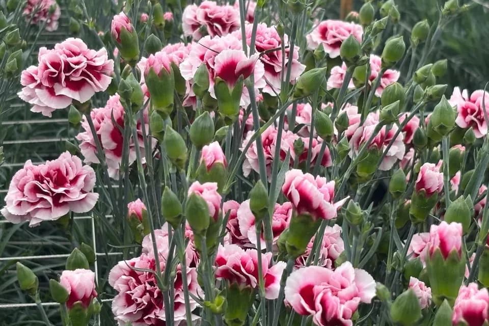 Empresas hibridadoras de clavel concentran la producción de Dianthus en Colombia