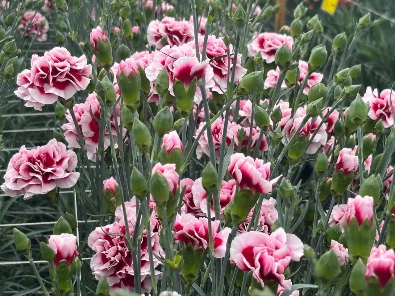 Empresas hibridadoras de clavel concentran la producción de Dianthus en Colombia