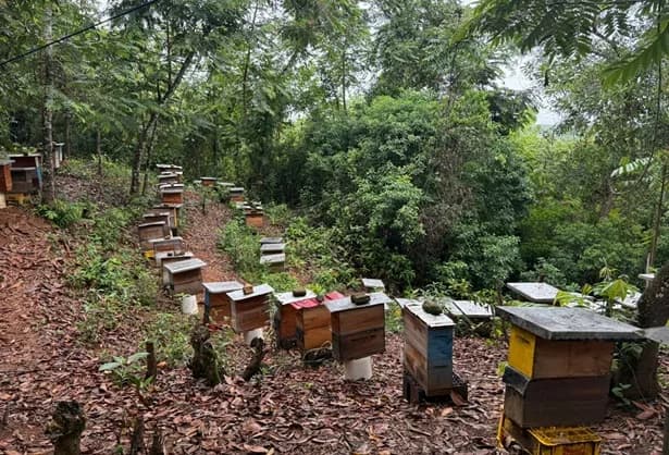Antioquia con unas 458 toneladas de miel al año es el departamento colombiano con mayor producción
