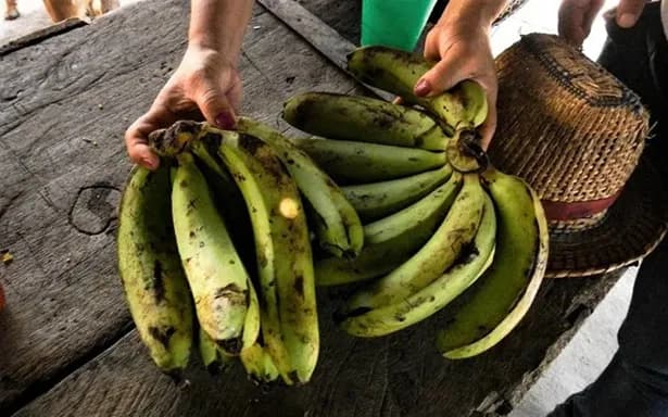 Contener la plaga fusarium (que afecta al banano) a Colombia le cuesta $34 mil millones