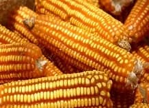 Colombia notificó a Estados Unidos que iniciará una investigación por subsidios al maíz y a la leche en polvo