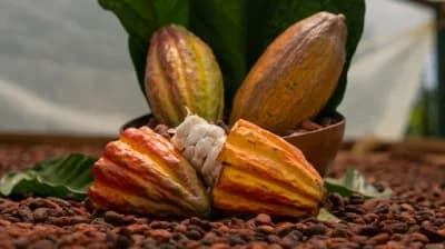 Cacao Conecta: la alianza con inversión de US$5 millones, entre Microsoft, Compañía Nacional de Chocolates y Fundación ideas para la Paz para impulsar la conectividad, la productividad y el desarrollo