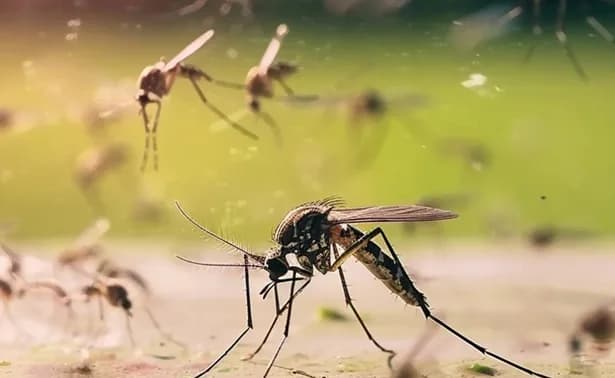 La científica colombiana Alida Marcela Gómez descubrió unos virus “buenos” en mosquito Aedes aegypti que podrían prevenir la transmisión del dengue y la fiebre amarilla