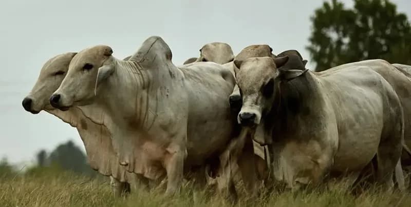 Convenio entre la Gobernación del César y Udes usará microorganismos para elevar productividad de carne y leche en el departamento