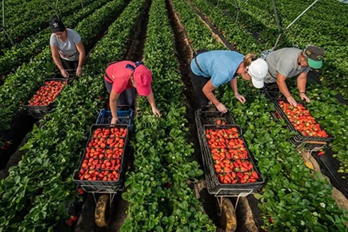 En enero del 2025, gremio español llegará a Colombia para seleccionar recolectores de frutos rojos