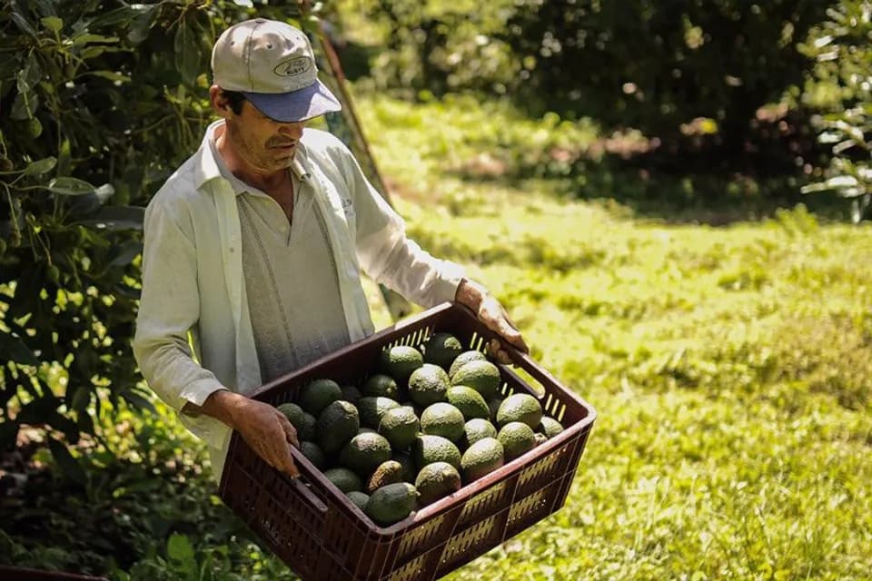 Carlos Andrés Londoño, de Jardin Exotics fue elegido como nuevo miembro de la Junta de Aguacate de Colombia
