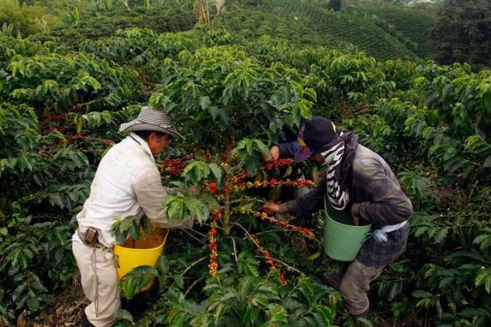 La producción cafetera de Colombia durante el primer semestre del año 2024 alcanzó los 5,82 millones de sacos: crecimiento del 16%