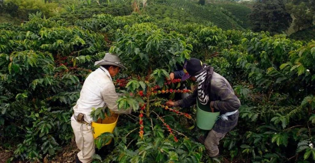 La producción cafetera de Colombia durante el primer semestre del año 2024 alcanzó los 5,82 millones de sacos: crecimiento del 16%