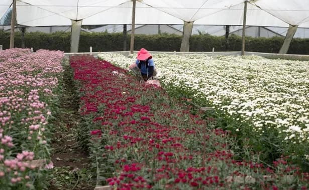 Entre enero y febrero de 2025, Colombia exportó 65 mil toneladas de flores consolidando a Estados Unidos como el principal mercado