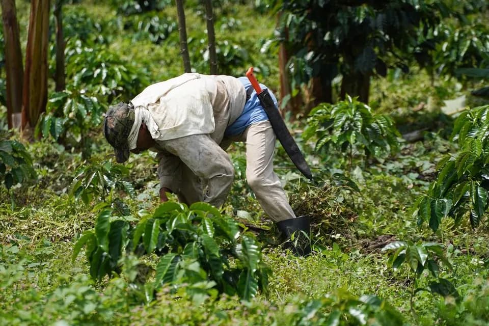 En los primeros nueve meses del 2024, Bancolombia entregó $882.290 millones con su línea de crédito Agrosostenible a 247 empresas del sector