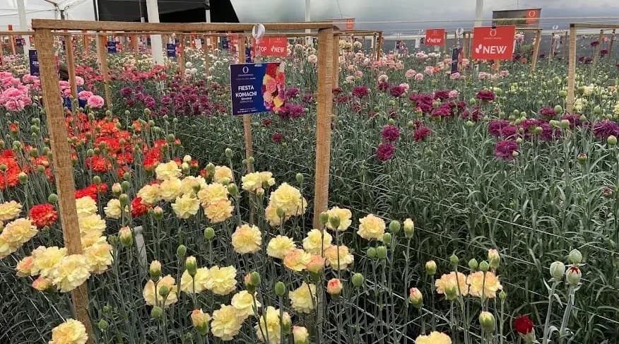 El Instituto Colombiano Agropecuario certificó exportación de nuevas variedades de claveles creadas por biólogas colombianas a más de diez países